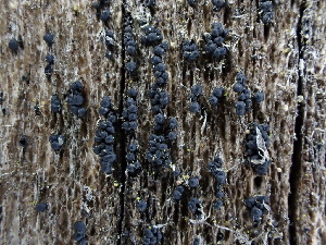  ( - FDS-CA-01596)  @11 [ ] c (2024) Rudy Diaz Fungal Diversity Survey