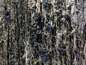  ( - FDS-CA-01596)  @11 [ ] c (2024) Rudy Diaz Fungal Diversity Survey