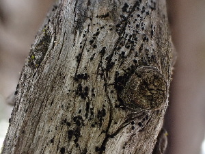  ( - FDS-CA-01596)  @11 [ ] c (2024) Rudy Diaz Fungal Diversity Survey