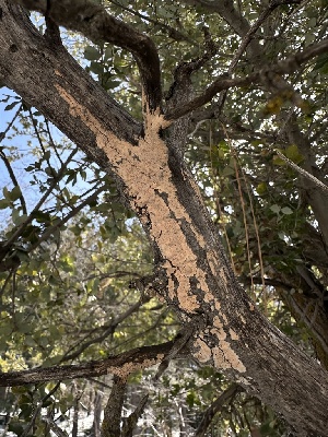  ( - FDS-CA-01595)  @11 [ ] c (2024) Rudy Diaz Fungal Diversity Survey