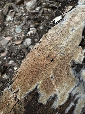  ( - FDS-CA-01628)  @11 [ ] c (2024) Rudy Diaz Fungal Diversity Survey