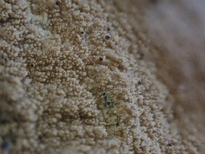  ( - FDS-CA-01628)  @11 [ ] c (2024) Rudy Diaz Fungal Diversity Survey