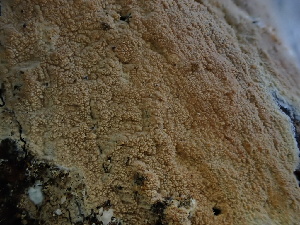  ( - FDS-CA-01628)  @11 [ ] c (2024) Rudy Diaz Fungal Diversity Survey
