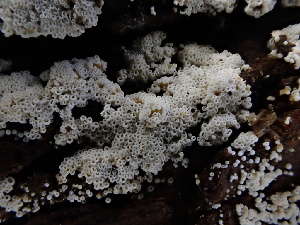  ( - FDS-CA-01700)  @11 [ ] c (2024) Rudy Diaz Fungal Diversity Survey