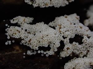  ( - FDS-CA-01700)  @11 [ ] c (2024) Rudy Diaz Fungal Diversity Survey