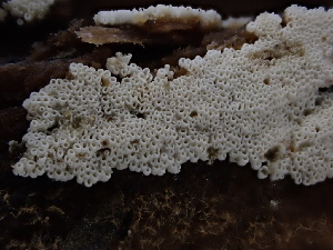  ( - FDS-CA-01700)  @11 [ ] c (2024) Rudy Diaz Fungal Diversity Survey