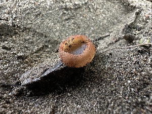  ( - FDS-CA-01636)  @11 [ ] c (2024) Rudy Diaz Fungal Diversity Survey