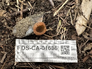  ( - FDS-CA-01636)  @11 [ ] c (2024) Rudy Diaz Fungal Diversity Survey