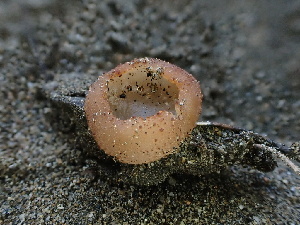  ( - FDS-CA-01636)  @11 [ ] c (2024) Rudy Diaz Fungal Diversity Survey