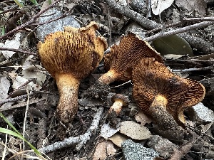  ( - FDS-CA-01635)  @11 [ ] c (2024) Rudy Diaz Fungal Diversity Survey