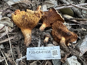  ( - FDS-CA-01635)  @11 [ ] c (2024) Rudy Diaz Fungal Diversity Survey