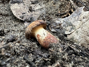  ( - FDS-CA-01635)  @11 [ ] c (2024) Rudy Diaz Fungal Diversity Survey