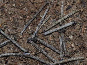  ( - FDS-CA-03307)  @11 [ ] by (2024) Justin Paulin Fungal Diversity Survey