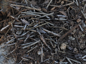  ( - FDS-CA-03307)  @11 [ ] by (2024) Justin Paulin Fungal Diversity Survey