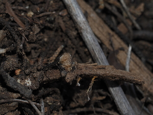  ( - FDS-CA-03310)  @11 [ ] by (2024) Justin Paulin Fungal Diversity Survey