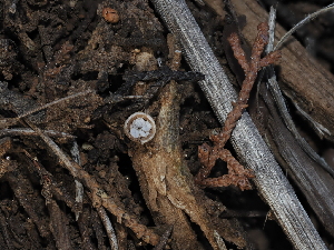  ( - FDS-CA-03310)  @11 [ ] by (2024) Justin Paulin Fungal Diversity Survey