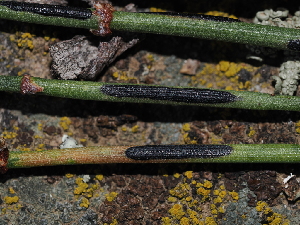  ( - FDS-CA-03314)  @11 [ ] by (2024) Justin Paulin Fungal Diversity Survey
