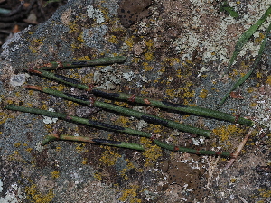  ( - FDS-CA-03314)  @11 [ ] by (2024) Justin Paulin Fungal Diversity Survey