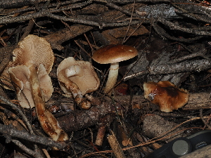  ( - FDS-CA-03318)  @11 [ ] by (2024) Justin Paulin Fungal Diversity Survey