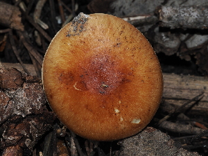  ( - FDS-CA-03318)  @11 [ ] by (2024) Justin Paulin Fungal Diversity Survey