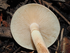  ( - FDS-CA-03318)  @11 [ ] by (2024) Justin Paulin Fungal Diversity Survey