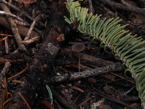 (Mycena sp. CA21 - FDS-CA-03320)  @11 [ ] by (2024) Justin Paulin Fungal Diversity Survey