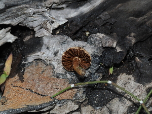  ( - FDS-CA-03323)  @11 [ ] by (2024) Justin Paulin Fungal Diversity Survey