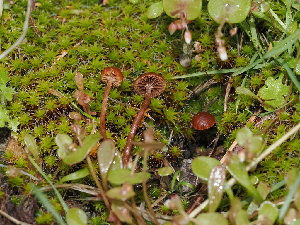  ( - FDS-CA-03326)  @11 [ ] by (2024) Justin Paulin Fungal Diversity Survey