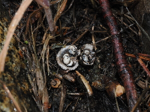  ( - FDS-CA-03331)  @11 [ ] by (2024) Justin Paulin Fungal Diversity Survey