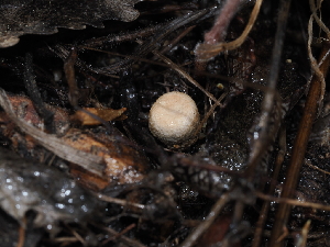  ( - FDS-CA-03331)  @11 [ ] by (2024) Justin Paulin Fungal Diversity Survey