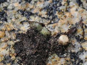  ( - FDS-CA-03331)  @11 [ ] by (2024) Justin Paulin Fungal Diversity Survey