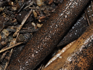  (Dothiora oleae - FDS-CA-03332)  @11 [ ] by (2024) Justin Paulin Fungal Diversity Survey