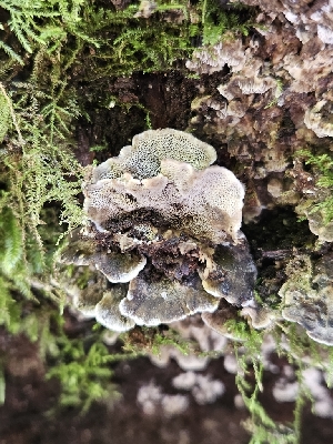  (Bjerkandera - FDS-CA-02117)  @11 [ ] by (2024) Mandy Hackney Fungal Diversity Survey