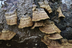  ( - FDS-CA-00989)  @11 [ ] by-nc (2024) Taye Bright Fungal Diversity Survey