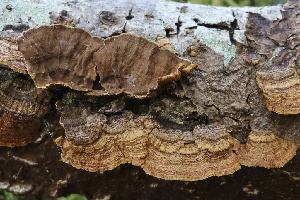  ( - FDS-CA-00989)  @11 [ ] by-nc (2024) Taye Bright Fungal Diversity Survey