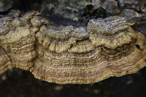  ( - FDS-CA-00989)  @11 [ ] by-nc (2024) Taye Bright Fungal Diversity Survey