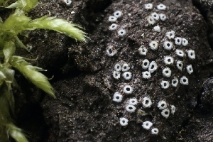  ( - FDS-CA-00990)  @11 [ ] by-nc (2024) Taye Bright Fungal Diversity Survey