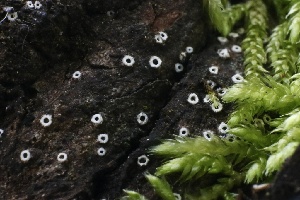  ( - FDS-CA-00990)  @11 [ ] by-nc (2024) Taye Bright Fungal Diversity Survey