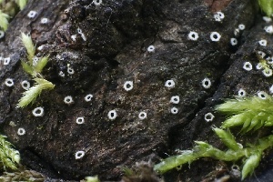  ( - FDS-CA-00990)  @11 [ ] by-nc (2024) Taye Bright Fungal Diversity Survey