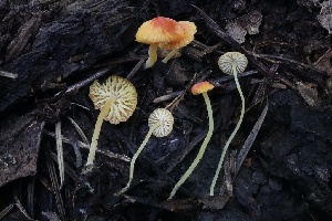  ( - FDS-CA-00996)  @11 [ ] by-nc (2024) Taye Bright Fungal Diversity Survey