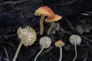  ( - FDS-CA-00996)  @11 [ ] by-nc (2024) Taye Bright Fungal Diversity Survey