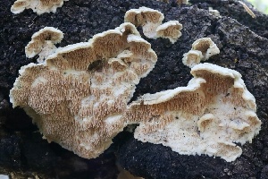 ( - FDS-CA-00993)  @11 [ ] by-nc (2024) Taye Bright Fungal Diversity Survey