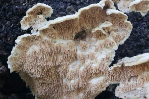  ( - FDS-CA-00993)  @11 [ ] by-nc (2024) Taye Bright Fungal Diversity Survey