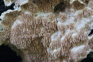  ( - FDS-CA-00993)  @11 [ ] by-nc (2024) Taye Bright Fungal Diversity Survey