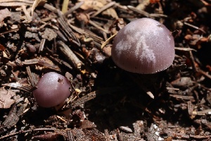  ( - FDS-CA-00103)  @11 [ ] by-nc (2024) Taye Bright Fungal Diversity Survey