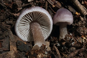  (Mycena sp. pura-CA01 - FDS-CA-00103)  @11 [ ] by-nc (2024) Taye Bright Fungal Diversity Survey