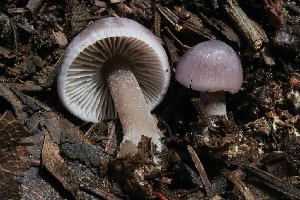  ( - FDS-CA-00103)  @11 [ ] by-nc (2024) Taye Bright Fungal Diversity Survey