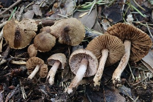  ( - FDS-CA-00104)  @11 [ ] by-nc (2024) Taye Bright Fungal Diversity Survey