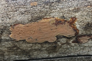  ( - FDS-CA-00105)  @11 [ ] by-nc (2024) Taye Bright Fungal Diversity Survey
