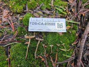  ( - FDS-CA-03580)  @11 [ ] by-nc (2024) Fresno Mycology Society Fungal Diversity Survey